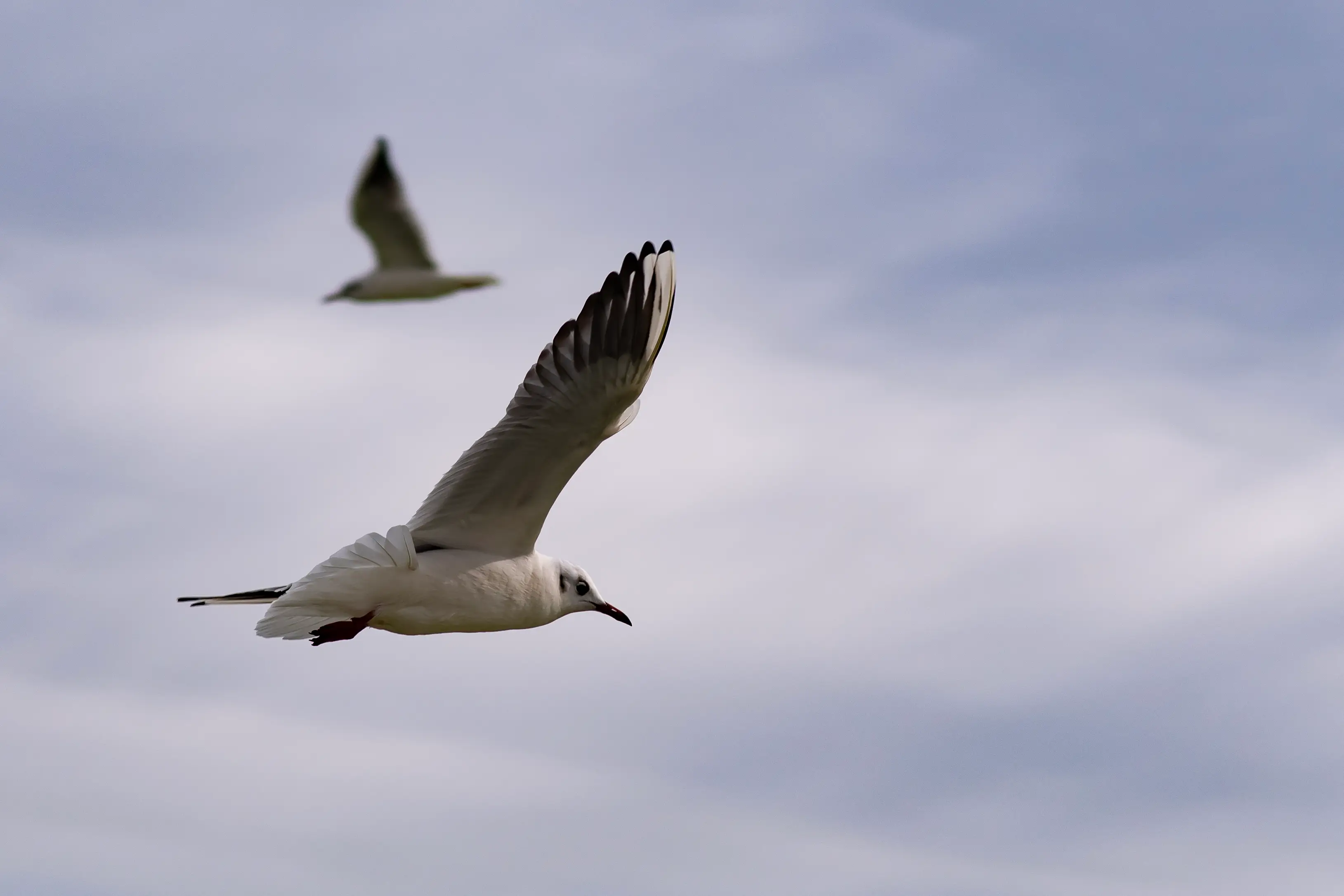 Composizione Astratta